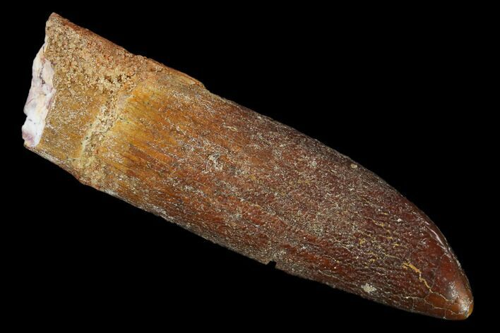 Fossil Sauropod Dinosaur (Rebbachisaurus) Tooth - Morocco #134392